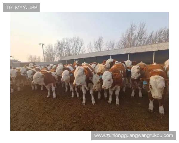 凯时尊龙人生就是博-评价:全面解析游戏玩法与玩家体验的真实反馈 凯时尊龙人生就是博-评价:全面解析游戏玩法与玩家体验的真实反馈